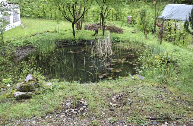 Der kleine Weiher ist das letzte berb...te beherbergt er zahlreiche Amphibien.  | Foto: Rolf Reimann