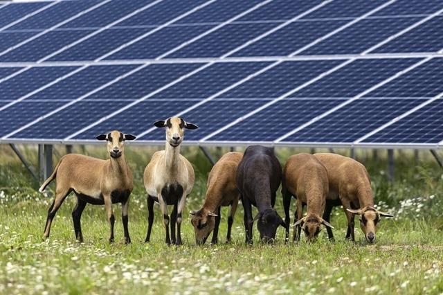 Heuweilers Rat diskutiert ber Photovoltaik auf Wiesen