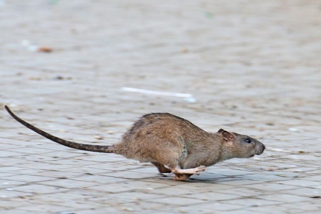 Eine Ratte huscht ber einen Gehweg (S...an einem privaten Grundstck gemeldet.  | Foto: Bernd von Jutrczenka (dpa)