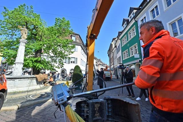 Oberlinden-Linde in Freiburg schneidet bei Zugversuch besser als erwartet ab
