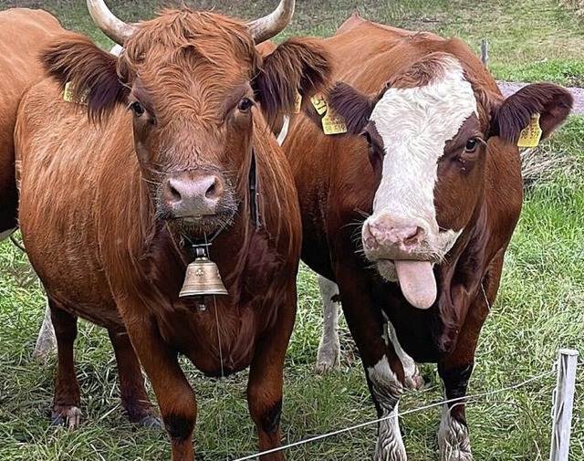 Rinder auf dem Ruhbauernhof in Kirchzarten-Dietenbach  | Foto: Privat