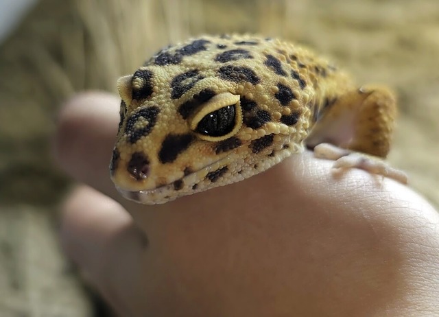 Ein Leopardengecko  | Foto: Lilly Behncke
