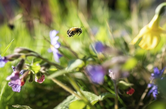 Eine Biene auf Nahrungssuche  | Foto: Frank Rumpenhorst (dpa)