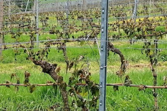 Ein Viertel der Flche im Ortenauer Weinbau ist nach der Frostnacht beschdigt