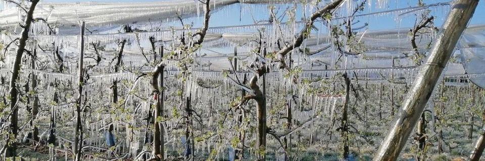 Obst- und Weinbauern in Sdbaden mssen nach dem Frost noch um ihre Frchte bangen