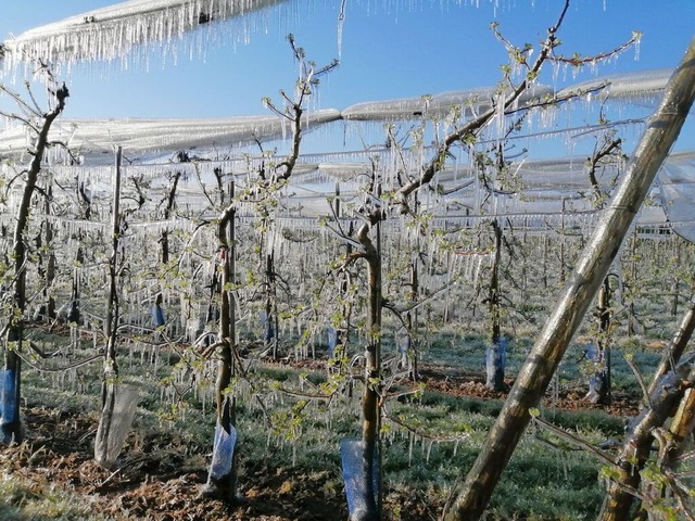 Obstpflanzen knnen zum Frostschutz beregnet werden, damit das Eis sie schtzt.  | Foto: Winfried Kninger