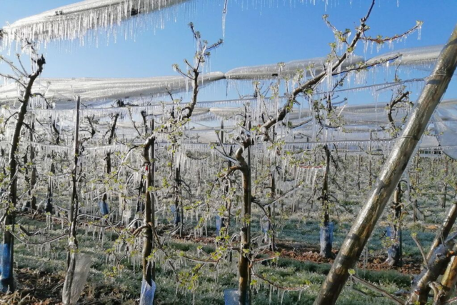Obst- und Weinbauern in Sdbaden mssen nach dem Frost um ihre Frchte bangen