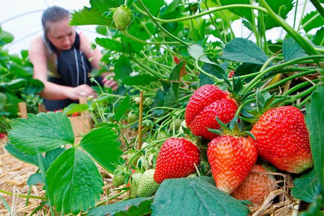 Immer mehr Menschen wollen Obst und Erdbeeren selbst pflcken  | Foto: Jens Wolf