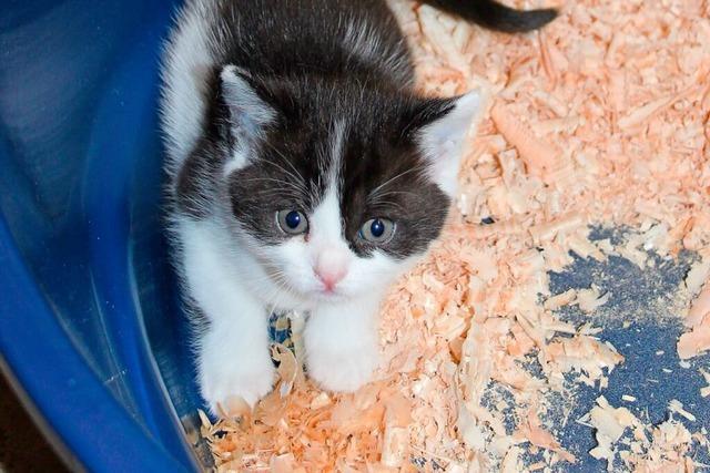30 Katzenbabys leben im Lffinger Tierheim und suchen ein neues Zuhause
