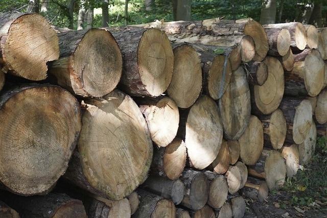 Humus gegen Wasserknappheit im Wald