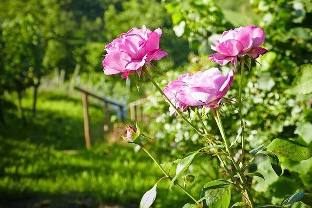 Warum werden am Rand von Weinbergen oft Rosen gepflanzt?