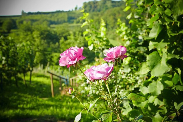 Wie hier in bei Ettenheim wachsen oft Rosen am Rand von Weinbergen.  | Foto: Silke Kohlmann