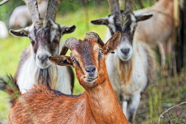 In Zell im Wiesental wurden drei Ziege... ist, ob es ein Wolf war. (Symbolfoto)  | Foto: Johannes (stock.adobe.com)