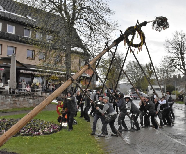 Mehr als 20 Zimmermnner stemmen den Maibaum in Hinterzarten in die Hhe.   | Foto: Thomas Biniossek