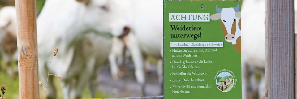 Wie knnen Landwirte im Schwarzwald ihre Herden vor dem Wolf schtzen?