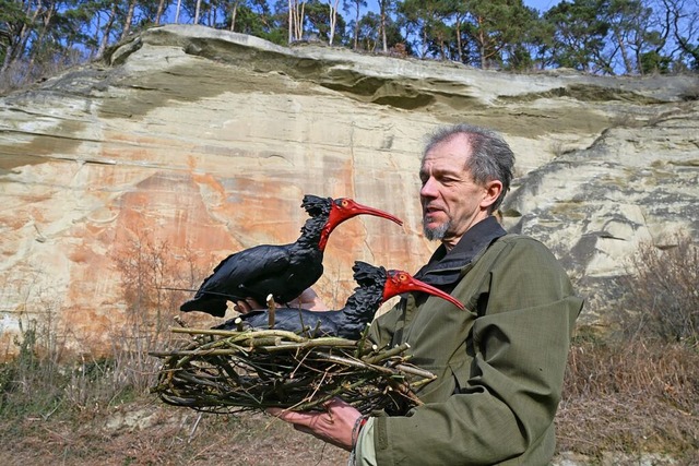 Biologe Johannes Fritz vom Waldrapp-Te...ei Waldrapp-Attrappen angebracht sind.  | Foto: Felix Kstle (dpa)