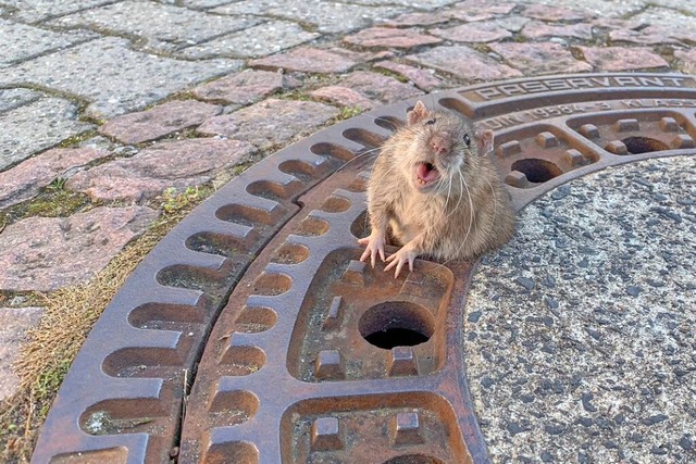 Ratten sind in Karsau keine Seltenheit...waren sie mehrfach Thema (Symbolbild).  | Foto: Michael Sehr (dpa)
