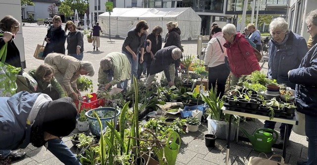 Groes Angebot bei der Pflanzentauschb...en bis Gemse, von Blumen bis Krutern  | Foto: Katrin Fehr