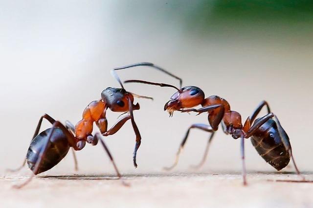 Das Wohngebiet Augster in Fischingen wird von einer Ameisenplage heimgesucht