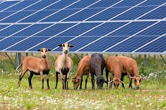 Im Kreis Lrrach werden freie Flchen fr Solarparks reserviert
