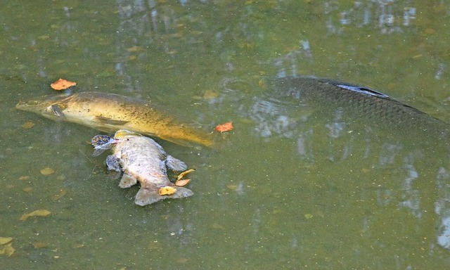 Im August 2022 kam es zu einem Fischst...im Groen Niederwaldsee in Kndringen.  | Foto: Markus Zimmermann