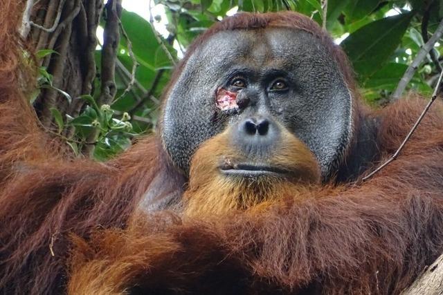 Orang-Utan heilt Wunde aktiv mit einer Pflanze