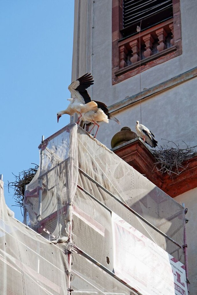 Mehr als 15 Storchenpaare nisten auch ...;  sogar auf dem Netz des Baugersts.   | Foto: Ruth Seitz