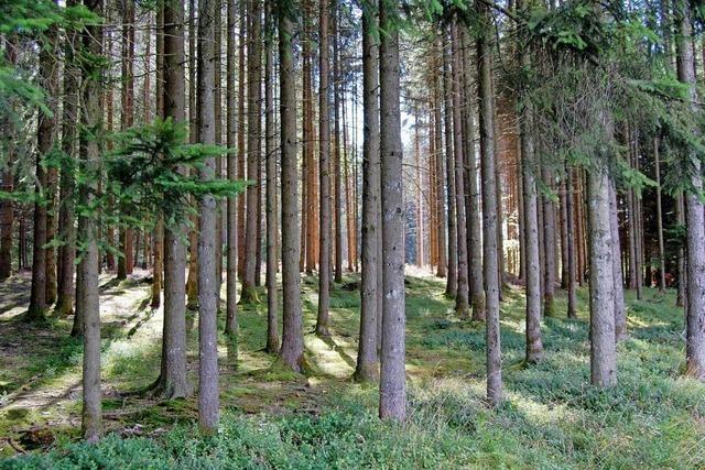Ein Gemeinschaftswald fr die Privatwaldbesitzer in hlingen-Birkendorf