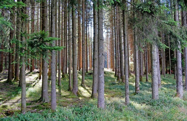 Die Grndung einer Waldgemeinschaft wird in  hlingen-Birkendorf diskutiert.  | Foto: Werner Steinhart