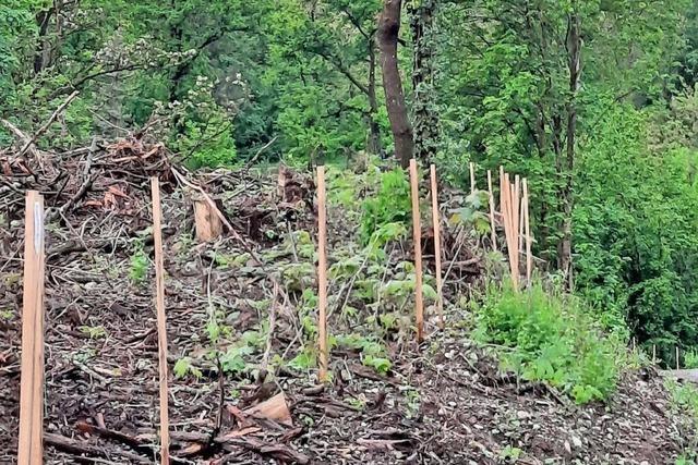 Forst schwenkt auf moderateren Kurs bei Baumfllungen in Weil am Rhein um