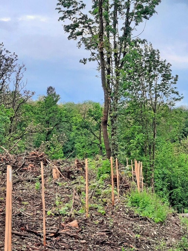 Am Rand der eingeschlagenen Waldflche wurden nun Strucher gepflanzt.  | Foto: Hannes Lauber