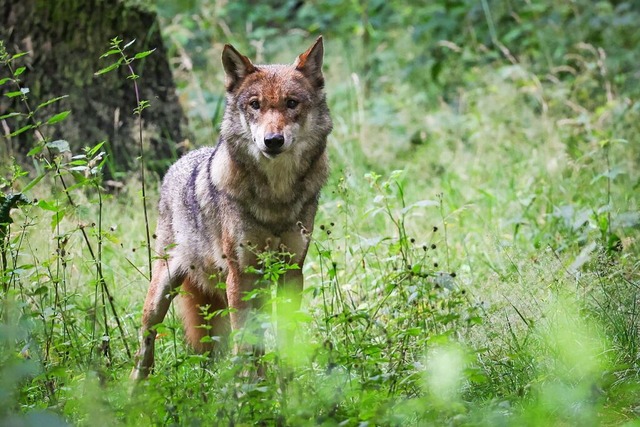 In Frhnd gibt es einen Verdacht auf Wolfsriss (Symbolfoto).  | Foto: Christian Charisius (dpa)