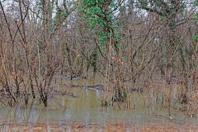 Sogenannte &#8222;kologische Flutunge...#8220; bleibt aufmerksam und kritisch.  | Foto: Martin Wendel