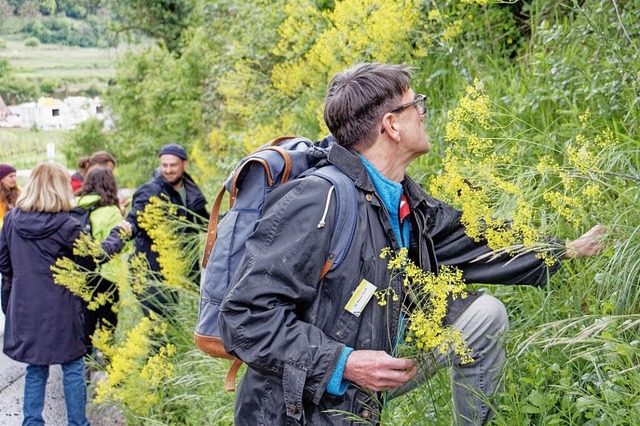 Die Teilnehmer des Feldbotanikkurses s... Pflanzen (hier das gelbe Frberwaid).  | Foto: Ruth Seitz