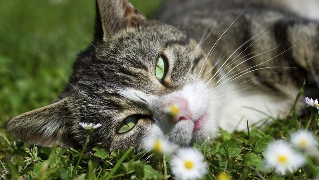 Wer bin ich? Knftig gilt auch in St. ...ine  Kennzeichnungspflicht fr Katzen.  | Foto: Patrick Pleul