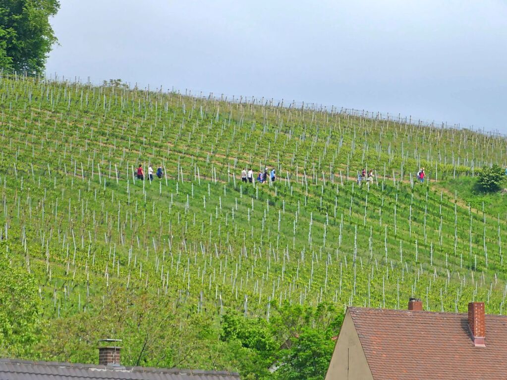 Auf Schusterst Rappen durch das Markgrfler Hgelland. Zwischendurch gab’s mehr als reichlich Gelegenheit zur Einkehr.