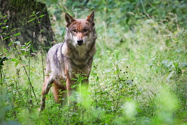 Im Sdschwarzwald gibt es nur noch ein... Wiederansiedlung kommt dennoch voran.  | Foto: Christian Charisius (dpa)