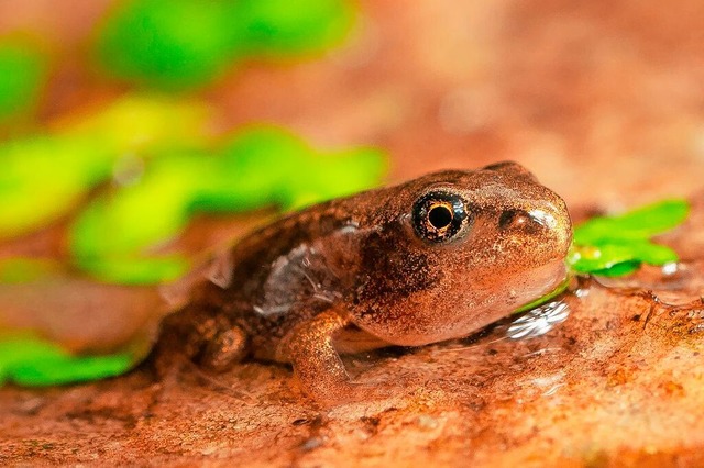 Der Grasfrosch gehrt zu den meisten v...n und kommt auch in hheren Lagen vor.  | Foto: Michael Gerlach