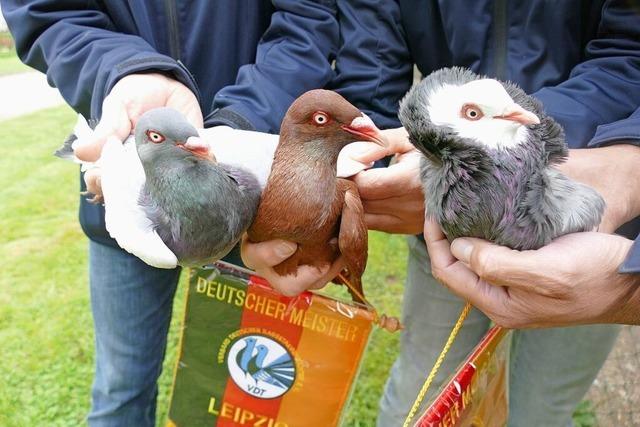 Drei Taubenzchter aus Rheinfelden gewinnen bei der Deutschen Meisterschaft