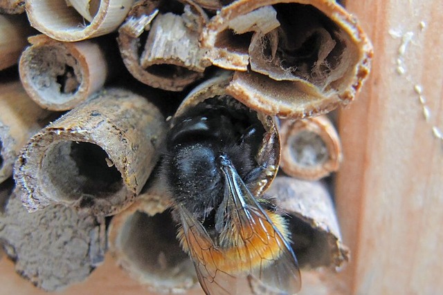 Biene untersucht Schilfrohr.  | Foto: Gabriele Weber-Jenisch