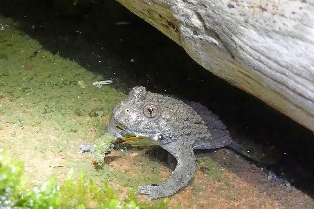 Neugierige Krte in Herbolzheim