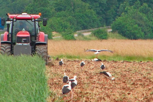 Strche begleiten den Traktor.  | Foto: Gabriele Weber-Jenisch