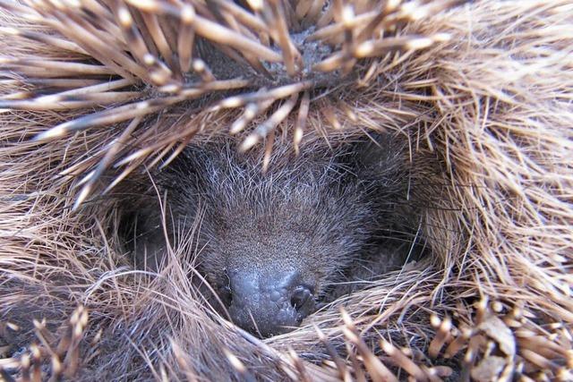 Ein Igel rollt sich ein in Herbolzheim