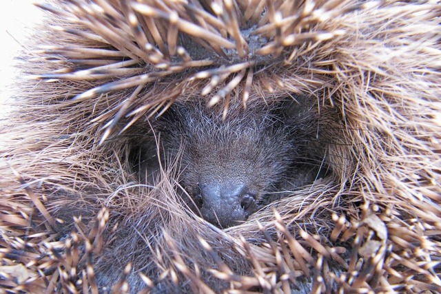 Ein Igel rollt sich in einem Garten in Herbolzheim zusammen.  | Foto: Gabriele Weber-Jenisch