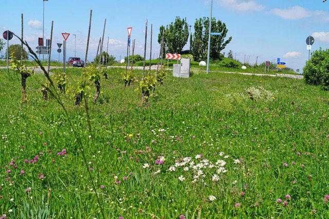 Bltenreiche Streifen am Straenrand, ...ieten Insekten Nahrung und Lebensraum.  | Foto: Silke Hartenstein