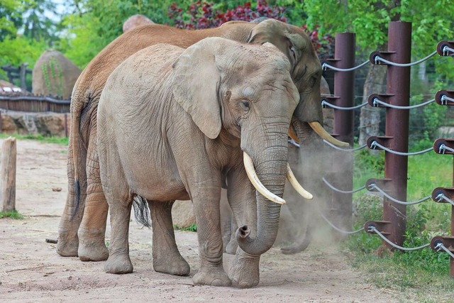 Eine Elefantenkuh im Magdeburger Zoo (Symbolbild)  | Foto: Peter Gercke (dpa)