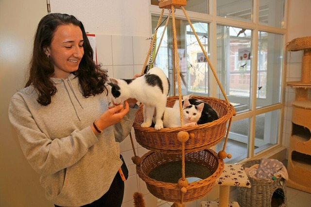 Emelie Cornou vom Freiburger Tierheim kmmert sich um den Katzennachwuchs.  | Foto: Michael Saurer