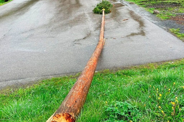Nach einigen Windben strzte der Maibaum zu Boden.  | Foto: Svenja Dietsche