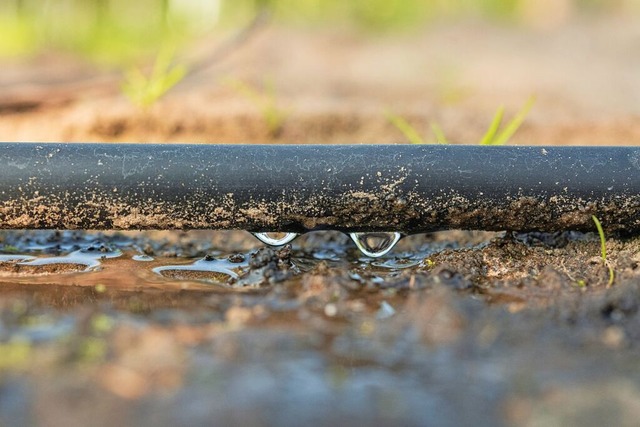 Sparsam mit Wasser umzugehen ist ntig... knnte die Trpfchenbewsserung sein.  | Foto: Mohssen Assanimoghaddam