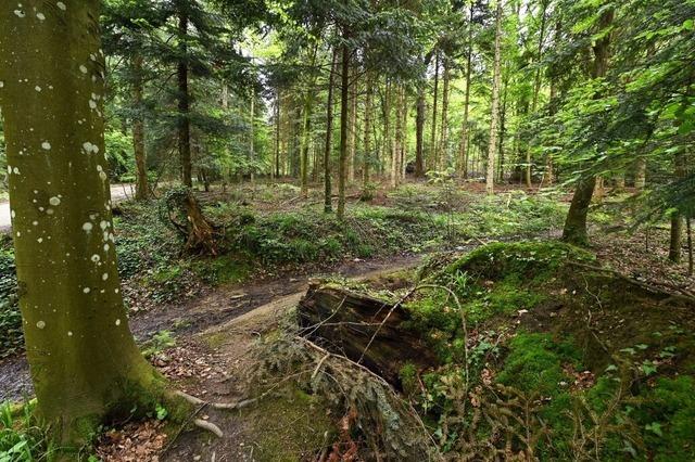 Freiburger Gemeinderat stimmt fr Ruhewald am Sternwaldeck